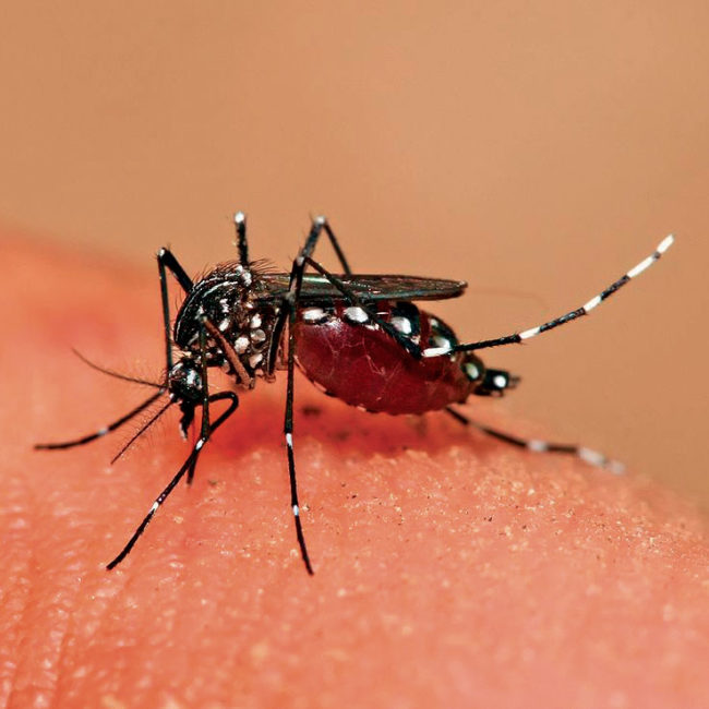 dengue